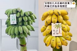 Cắm buồng chuối để "chữa lành", thú vui mới của giới trẻ 