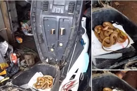 Mở cốp của khách, anh thợ sửa xe hết hồn khi gặp "bé na"