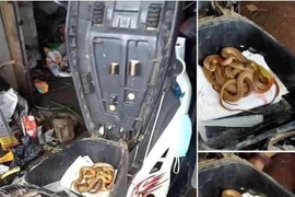 Mở cốp của khách, anh thợ sửa xe hết hồn khi gặp "bé na"