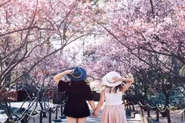 Cận Tết Mậu Tuất, giới trẻ có hẹn với mai anh đào Đà Lạt