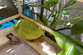 Lần đầu ra quả, cây mít khiến gia chủ đau đầu vì... điều này