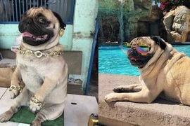 Chú chó khoe đồ hiệu hơn cả “rich kid” khiến dân mạng phát sốt 