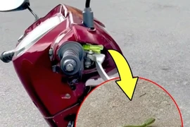 Thuê xe máy chơi Đà Lạt, cô gái ngã ngửa khi gặp "bé na"