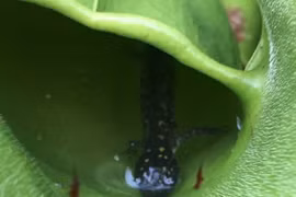 Phát hiện loài cây ăn thịt đáng sợ tại Canada