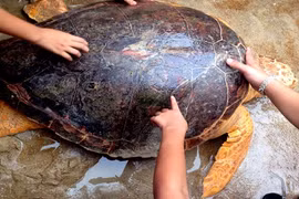 Rùa biển quý hiếm nặng 70 kg mắc lưới ngư dân