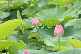 CĐM ném đá tơi tả cô gái ăn mặc phản cảm dưới đầm sen 