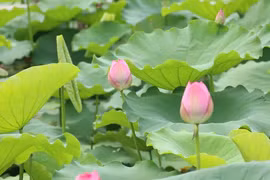 CĐM ném đá tơi tả cô gái ăn mặc phản cảm dưới đầm sen 
