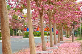 "Thiên đường sống ảo" toàn hoa dành cho team cuồng màu hồng