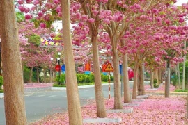 "Thiên đường sống ảo" toàn hoa dành cho team cuồng màu hồng