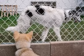 Có thể thuần hóa chó sói thân thiện như chó nhà?