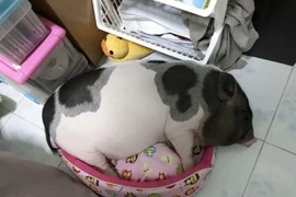 Chán chó mèo, giới trẻ Việt săn tìm "lợn cảnh" làm thú cưng