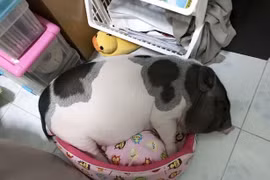 Chán chó mèo, giới trẻ Việt săn tìm "lợn cảnh" làm thú cưng