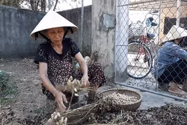 Hà Tĩnh: Lạc mất giá từ 25.000 còn 15.000 đ/kg, chờ giải cứu