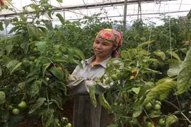 Sống khỏe, thu khá tiền nhờ trồng cà chua VietGAP trái sai “phát hờn”