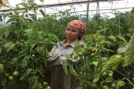 Sống khỏe, thu khá tiền nhờ trồng cà chua VietGAP trái sai “phát hờn”