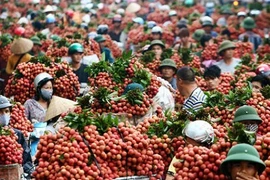 Lần đầu tiên vải thiều Việt Nam xuất khẩu sang Mỹ