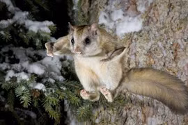 Bộ lông loài vật chói lòa dưới tia UV và là lý do đặc biệt