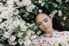 Chưa vào mùa nhưng dân mạng rần rần “hẹn hò” với cúc họa mi