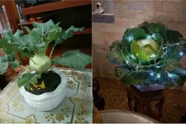 Quên đào quất đi, rau củ mới là hot trend cây cảnh dịp Tết 2019