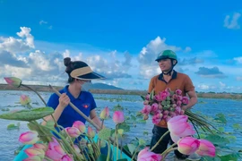 Ra đầm hái sen lúc rạng sáng, mỗi ngày thu tiền triệu 