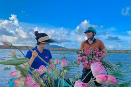 Ra đầm hái sen lúc rạng sáng, mỗi ngày thu tiền triệu 