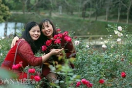 Chiêm ngưỡng vườn hồng lớn nhất Việt Nam làm vạn người mê