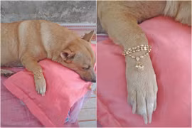 Ngày vía Thần Tài, chú chó khiến netizen ghen tị vì... được mua vàng