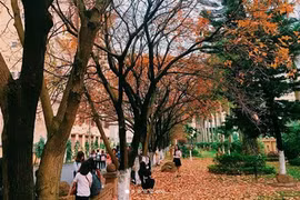 Giới trẻ Hà Nội tự hào với mùa thay lá đẹp chẳng kém Hàn Quốc