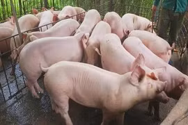 Trung Quốc phát hiện 4 ổ dịch, Việt Nam ra công điện khẩn