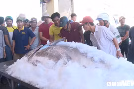 Phú Yên: Bắt được cá ngừ vây xanh khổng lồ nặng hơn 350kg