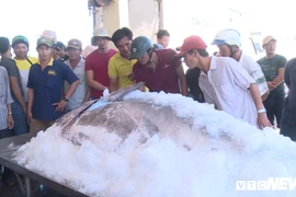 Phú Yên: Bắt được cá ngừ vây xanh khổng lồ nặng hơn 350kg