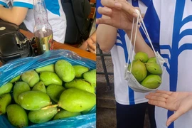 Sinh viên thi nhau khoe “chiến lợi phẩm” với màn hái xoài sân trường