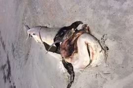 Phẫn nộ cá mập bị moi ruột, lấy hàm, phơi xác trên bờ