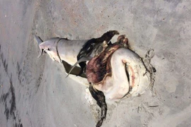 Phẫn nộ cá mập bị moi ruột, lấy hàm, phơi xác trên bờ