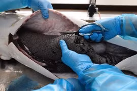 Đại gia mở tiệc trứng cá tầm: Mỗi người được 2 thìa, tiêu tốn trăm triệu