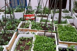 Đã mắt ban công trồng đủ loại rau quả của bà mẹ trẻ Hà Thành 