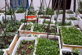 Đã mắt ban công trồng đủ loại rau quả của bà mẹ trẻ Hà Thành 