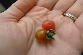 Nhật kí 200 ngày sống trên sao Hỏa của phi hành gia gây chấn động