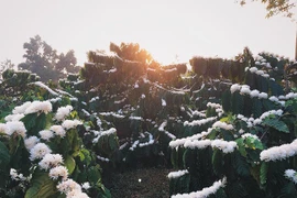 Ngỡ ngàng trước vẻ đẹp tinh khôi của mùa hoa cà phê Tây Nguyên