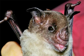 "Sốc" sinh vật tuyệt chủng vẫn sống khỏe ở “Thành phố của Thần Khỉ” 