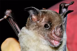 "Sốc" sinh vật tuyệt chủng vẫn sống khỏe ở “Thành phố của Thần Khỉ” 