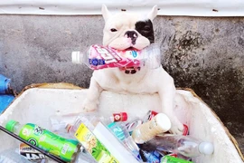 Chú chó nhỏ "siêu đáng yêu" đam mê nhặt ve chai bảo bệ môi trường