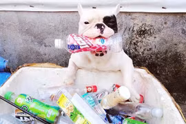 Chú chó nhỏ "siêu đáng yêu" đam mê nhặt ve chai bảo bệ môi trường