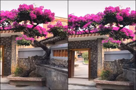 Xôn xao cây hoa giấy khủng, netizen nghe giá mà hết hồn