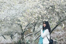 Giới trẻ "sốt xình xịch" với mùa hoa mơ nở trước Tết