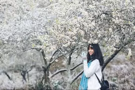 Giới trẻ "sốt xình xịch" với mùa hoa mơ nở trước Tết