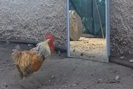 Video: Gà trống kiệt sức vì đánh nhau với chính bản sao trong gương