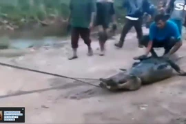 Cá sấu phình bụng bất thường, dân rạch bụng rồi hãi hùng...