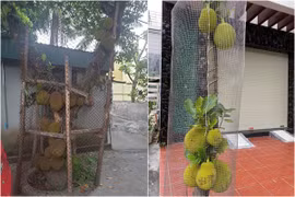 Tránh "mít tặc" nhòm ngó, chủ nhà nghĩ ra kế bảo vệ cực độc