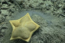 Sao biển “bánh bao” ở Ấn Độ Dương gây thích thú